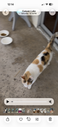 Lost Female Cat last seen Near Gulf Stream dr canyon lake ca, Canyon Lake, CA 92587