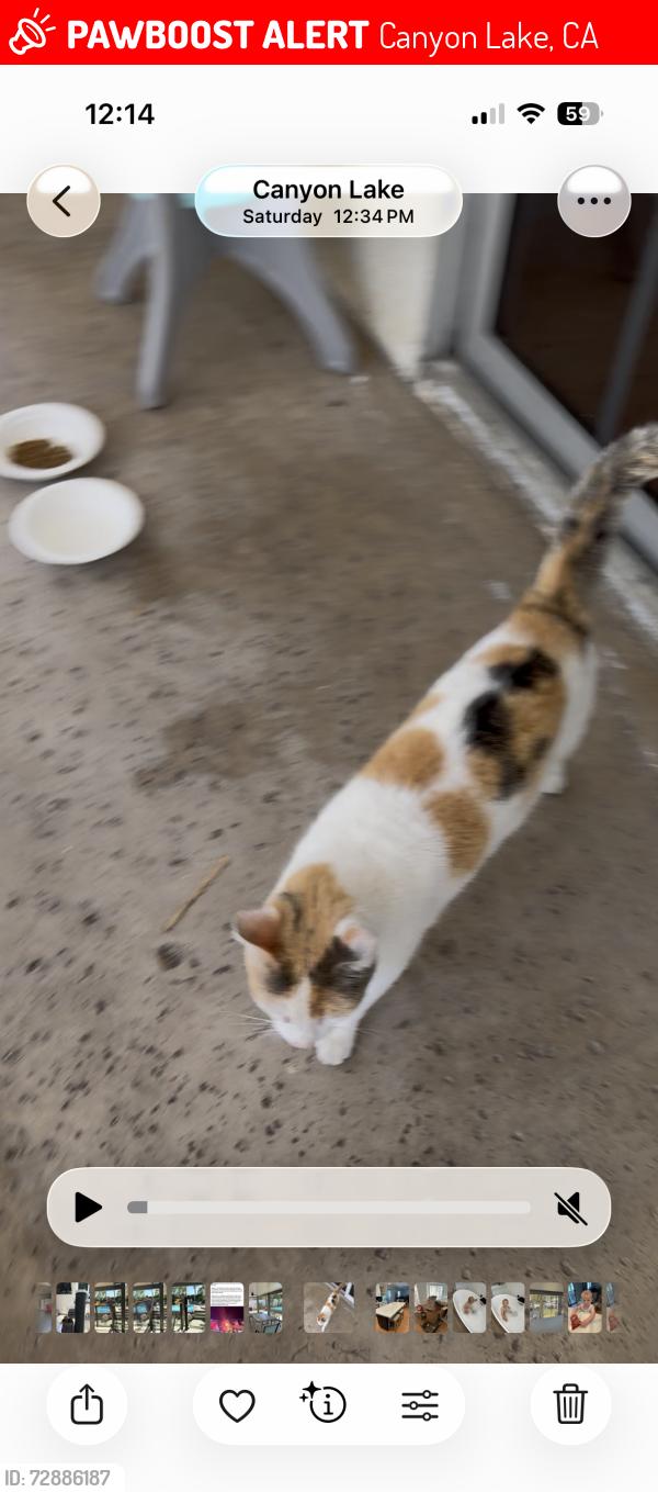 Lost Female Cat last seen Near Gulf Stream dr canyon lake ca, Canyon Lake, CA 92587