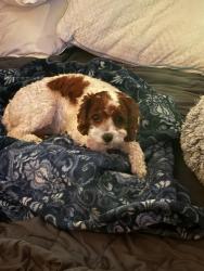 Lost Female Dog last seen Bullard and Palm, Fresno, CA 93704