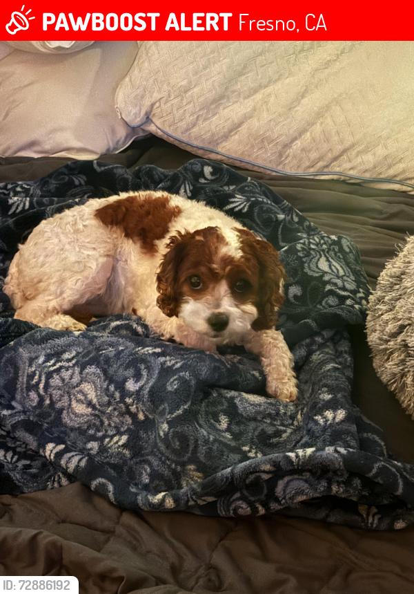 Lost Female Dog last seen Bullard and Palm, Fresno, CA 93704