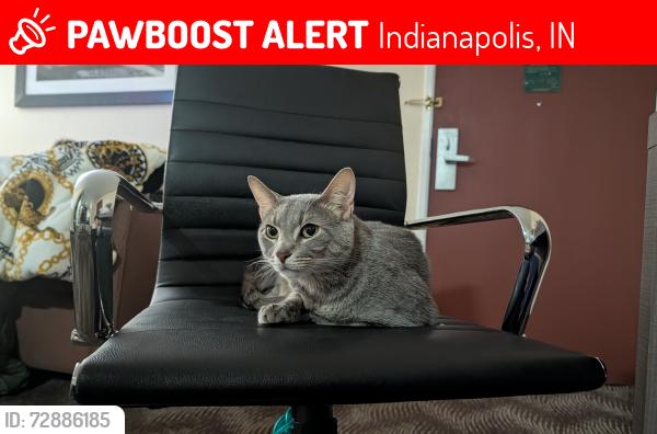 Lost Male Cat last seen ., Indianapolis, IN 46260