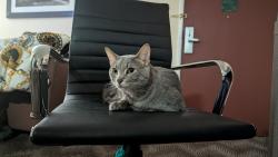 Lost Male Cat last seen ., Indianapolis, IN 46260