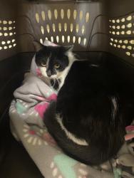 Shelter Stray Female Cat last seen Near BLOCK W ALAN AVE, Salt Lake City, UT 84120