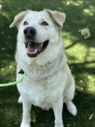 Shelter Stray Male Dog last seen , Chatsworth, CA 91311