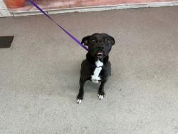 Shelter Stray Male Dog last seen 40TH AND WATERMAN, San Bernardino, CA 92401