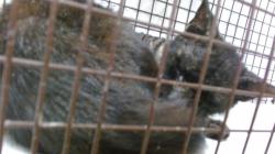 Shelter Stray Male Cat last seen Near BLOCK NW 23 AVE, Doral, FL 33122