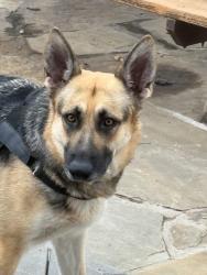 Lost Female Dog last seen Jonathan carver hwy 21, Jordan, MN 55352