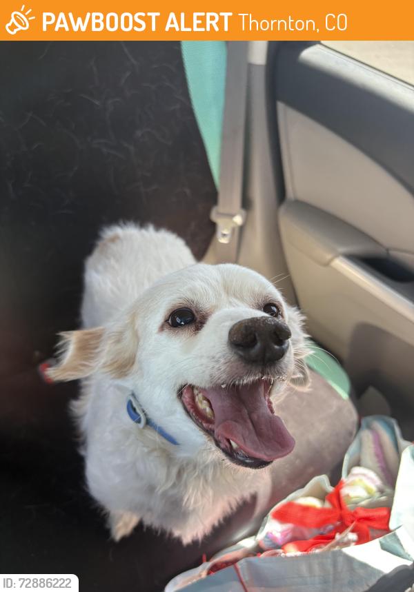 Found/Stray Male Dog last seen 120th and Holly Street, Thornton, CO 80233