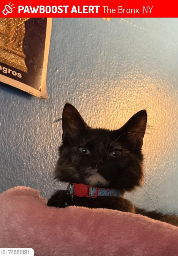Lost Female Cat last seen Quarry Rd , La Fontaine & Monterey, The Bronx, NY 10457