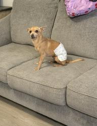 Lost Male Dog last seen Claret Cup and LTV, Horizon City, TX 79928