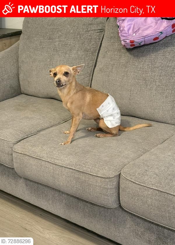 Lost Male Dog last seen Claret Cup and LTV, Horizon City, TX 79928