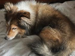 Lost Male Dog last seen Redbud, Katy, TX 77449