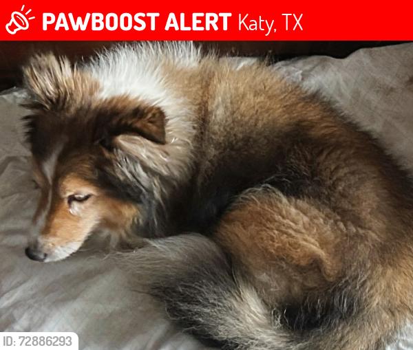 Lost Male Dog last seen Redbud, Katy, TX 77449