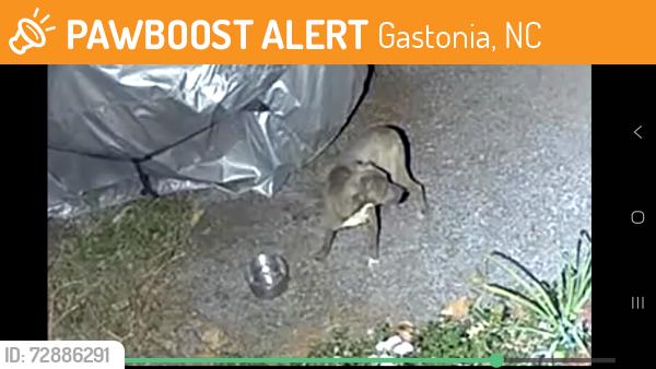 Found/Stray Unknown Dog last seen Armstrong circle neighborhood , Gastonia, NC 28054