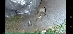 Found/Stray Unknown Dog last seen Armstrong circle neighborhood , Gastonia, NC 28054