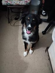 Reunited Male Dog last seen Metcalf Ave, The Bronx, NY 10473