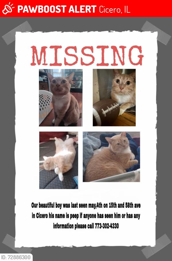 Lost Male Cat last seen 58th Ave. and 16th St., Cicero, IL 60804