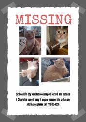 Lost Male Cat last seen 58th Ave. and 16th St., Cicero, IL 60804