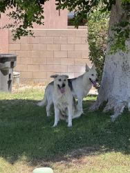 Found/Stray Unknown Dog last seen Madison St close to Miles, Indio, CA 92201