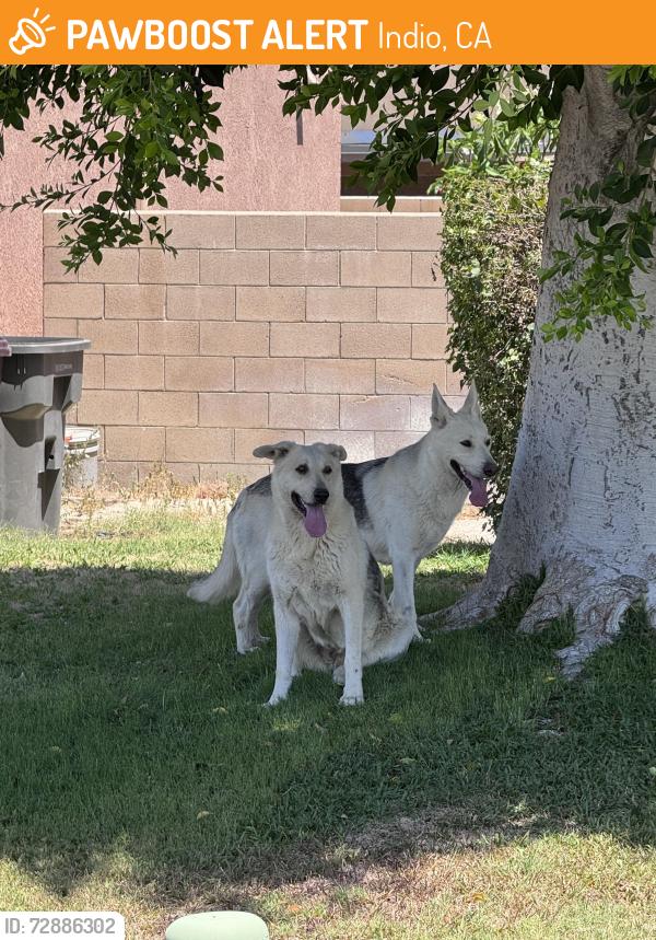 Found/Stray Unknown Dog last seen Madison St close to Miles, Indio, CA 92201
