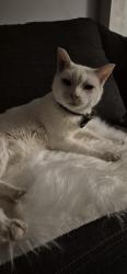 Reunited Male Cat last seen By main road by crosswalk, Calgary, AB T1Y 1X2