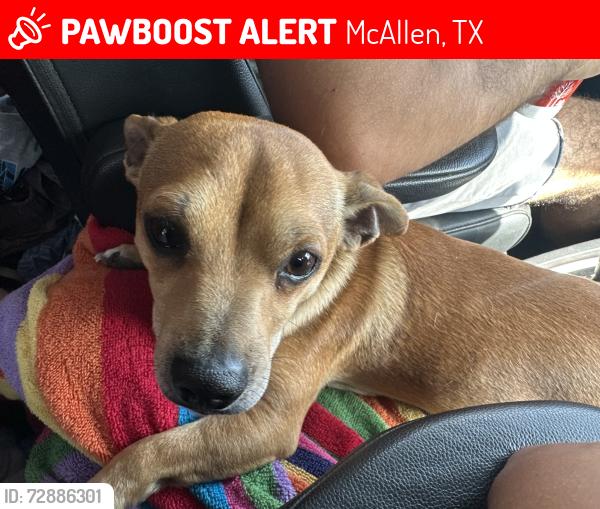 Lost Male Dog last seen Near HEB on Trenton and 10th, McAllen, TX 78504