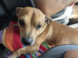 Lost Male Dog last seen Near HEB on Trenton and 10th, McAllen, TX 78504