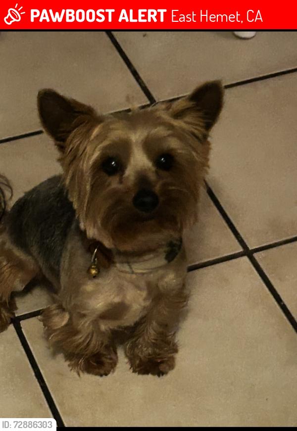 Lost Male Dog last seen Briarwood and meridian, East Hemet, CA 92544
