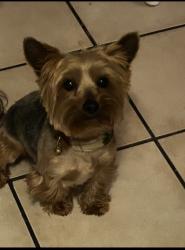 Lost Male Dog last seen Briarwood and meridian, East Hemet, CA 92544