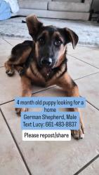 Found/Stray Male Dog last seen Walmart, San Bernardino, CA 92407