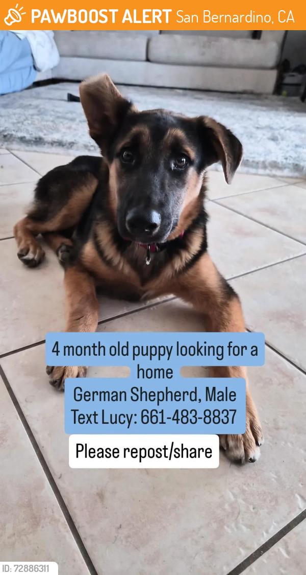 Found/Stray Male Dog last seen Walmart, San Bernardino, CA 92407