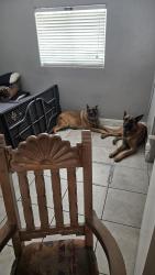Reunited Female Dog last seen Belmont, Lake Mead, North Las Vegas, NV 89030