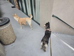 Found/Stray Female Dog last seen Francesa dr, Walnut, CA 91789