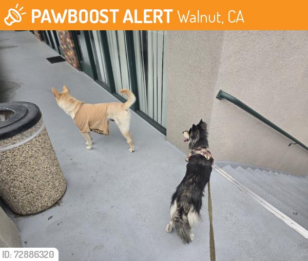Found/Stray Female Dog last seen Francesa dr, Walnut, CA 91789