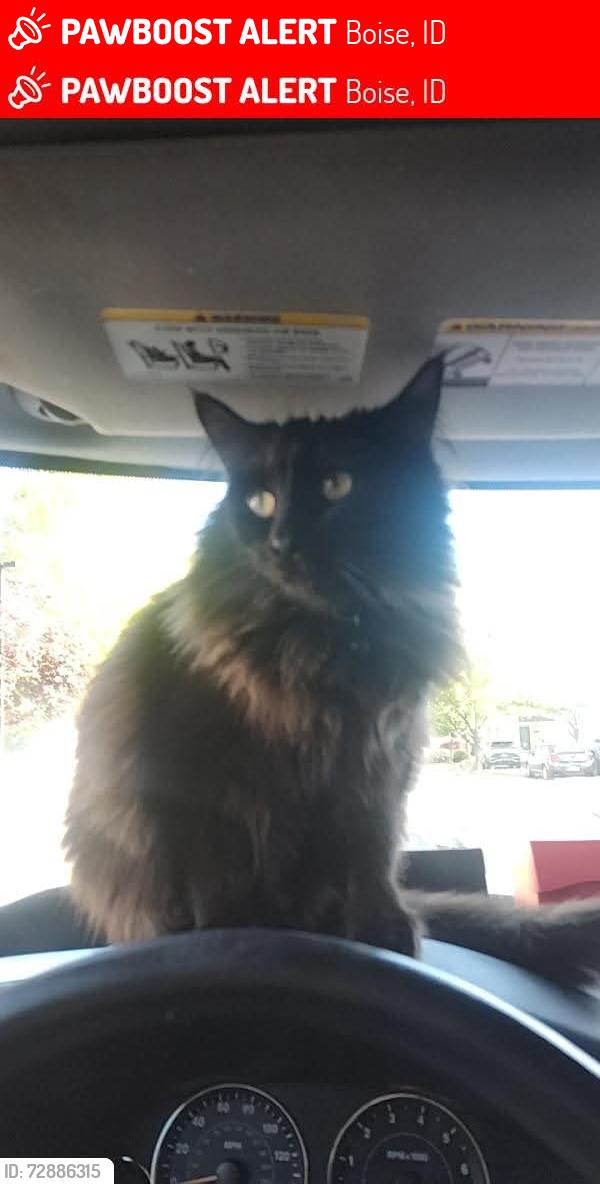 Lost Female Cat last seen Lake hazel and five mile, Boise, ID 83709