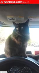 Lost Female Cat last seen Lake hazel and five mile, Boise, ID 83709