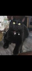 Lost Male Cat last seen Flagtaff ln and Morton st , Hoffman Estates, IL 60169