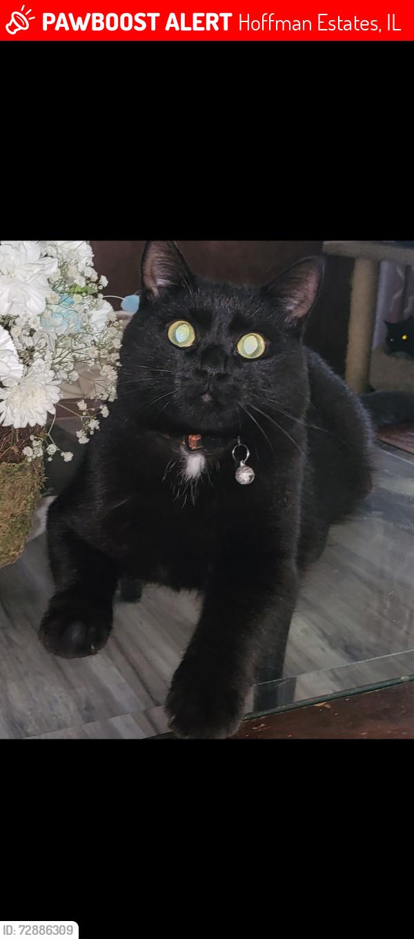 Lost Male Cat last seen Flagtaff ln and Morton st , Hoffman Estates, IL 60169