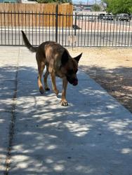 Reunited Male Dog last seen Lake mead, Belmont, Belmont, MA 02478