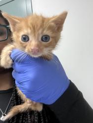 Shelter Stray Male Cat last seen , CA , Oakland, CA 94601