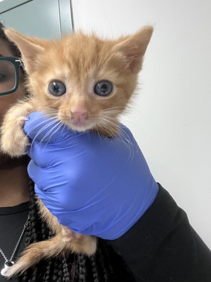 Shelter Stray Male Cat last seen , CA , Oakland, CA 94601