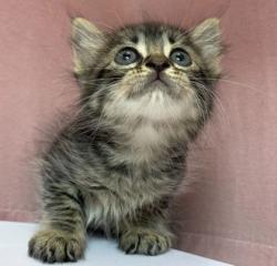Shelter Stray Male Cat last seen University Dr / Texas Ave, City of College Station, TX, 5359 Leonard Rd, Bryan, TX 77807, USA