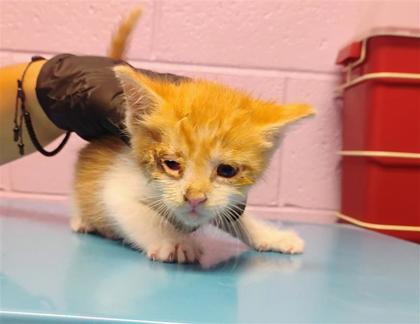 Shelter Stray Female Cat last seen El Paso, TX 79904, Fort Bliss, TX 79906