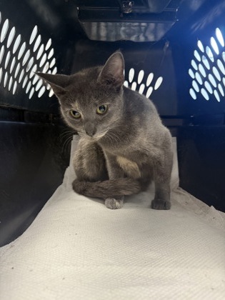 Shelter Stray Female Cat last seen New Bern, NC 28560, New Bern, NC 28562