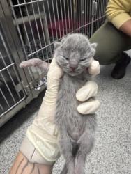 Shelter Stray Female Cat last seen New Bern, NC 28560, New Bern, NC 28562