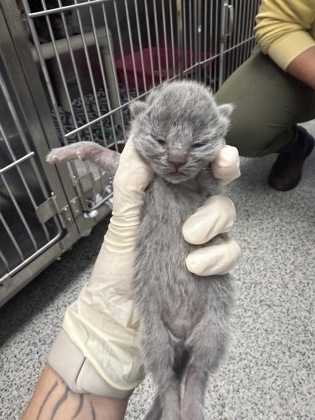 Shelter Stray Female Cat last seen New Bern, NC 28560, New Bern, NC 28562