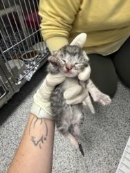 Shelter Stray Female Cat last seen New Bern, NC 28560, New Bern, NC 28562