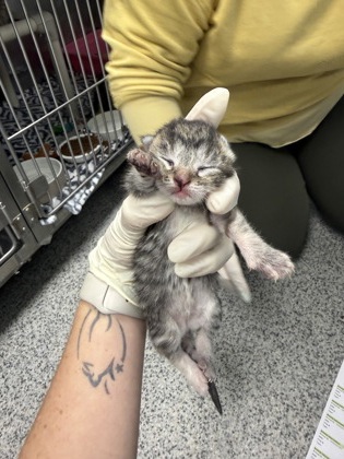 Shelter Stray Female Cat last seen New Bern, NC 28560, New Bern, NC 28562