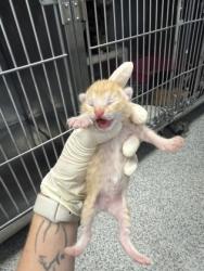 Shelter Stray Male Cat last seen New Bern, NC 28560, New Bern, NC 28562
