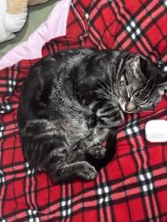 Lost Male Cat last seen gold bar park , Edmonton, AB T6A 0M5
